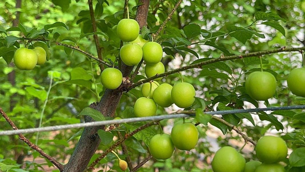İlk hasadı yapıldı, fiyatı dudak uçuklatıyor: Erik çeyrek altın fiyatıyla yarışıyor 1